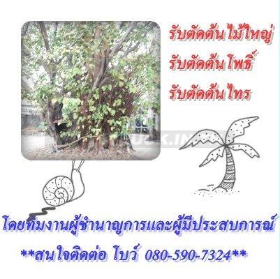 รับตัดต้นไม้ใหญ่ ต้นนโพธิ์ ต้นไทร