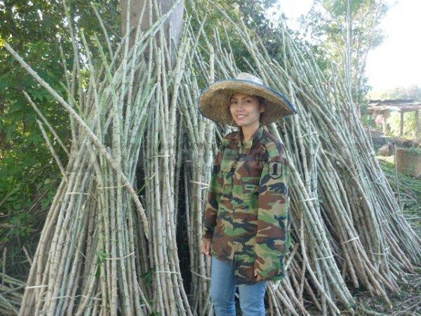 เกล็ดมังกรจัมโบ้