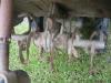 ขายรถไถพรวนดินเดินตามขนาด 7 แรงม้า