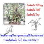 รับตัดต้นไม้ใหญ่ ต้นนโพธิ์ ต้นไทร