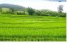 บริษัทไทยรุ่งเรืองอุตสาหกรรมพลาสติกจำกัดจำหน่ายถาดเพาะกล้าเเละถาดโยนกล้า